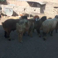 بره گوشتی|حیوانات مزرعه|کارون, |دیوار