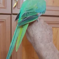 ملنگو جوان|پرنده|رشت, نیکمرام|دیوار