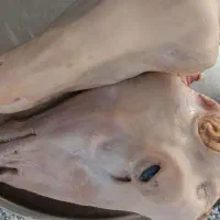 تمیز کردن کله پاچه