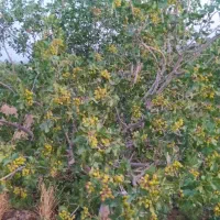 باغ-پسته-زمین-مرغداری