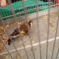 2عدد‌سهره‌نرقلمی‌و‌گل‌بلند|پرنده|اردبیل, |دیوار