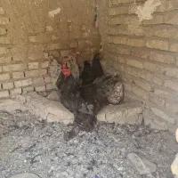 سه عدد مرغ و خروس|پرنده|هشتگرد, شهرک بعثت|دیوار