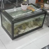 فروش انواع اکواریوم و ماهی گوشتخوار