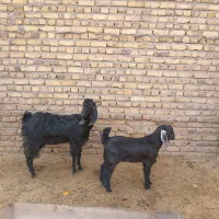 بز بزغاله دار