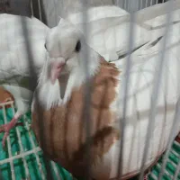 طوقی هفت رنگ|پرنده|نجف‌آباد, امیرآباد|دیوار