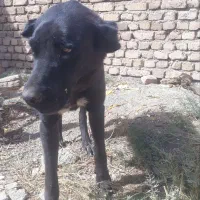 سگ سیاه|حیوانات|آوج, |دیوار