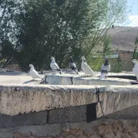 کبوتر