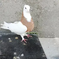 کفتر طوقی و سینه سبز