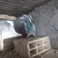 دمگیر خرقه|پرنده|خمینیشهر, |دیوار