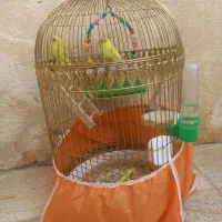 فروش یک جفت مرغ عشق جوان و سرحال|پرنده|بانه, |دیوار