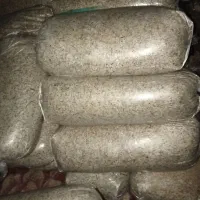 پرک بفروش می رسد|حیوانات مزرعه|قشلاق دشت, |دیوار