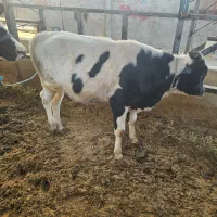 گاوگوساله گاوابستن|حیوانات مزرعه|خرمآباد, |دیوار