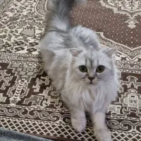کایلا طوسی دختر کارینا قهوه ای دختر|گربه|شیراز, کرونی(خاتونک)|دیوار