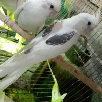 فروش انواع عروس هلندی