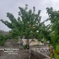 باغ ۷۵۰متری کاهو مجتمع اقاقیا