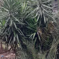 گل گیاه|گل و گیاه طبیعی|آستانه اشرفیه, |دیوار