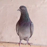 کبوتر|پرنده|سیرجان, |دیوار