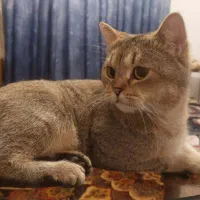 فروش گربه|گربه|کردکوی, |دیوار