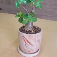 گل آدنیوم بونسای