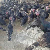 قیمت۴۵۰۰۰۰