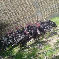 بوقلمون کردی