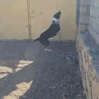 واگذاری سگ|سگ|جوین, |دیوار