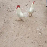 خروس سفیدفروشی|پرنده|آبگرم, |دیوار