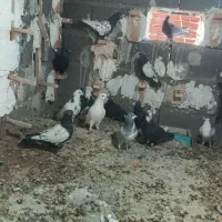 نر سوراخ|پرنده|ماهان, |دیوار