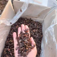 آماده تناژ بالا کشمش آبگیری|خوردنی و آشامیدنی|ورامین, ورامین|دیوار