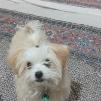 سگ نر باهوش 5 ماهه|سگ|مرند, |دیوار