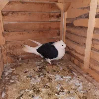 کبوتر پشت(دو کت)خوشگل|پرنده|شیروان (خراسان), |دیوار