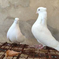 سفید اراکی عطیقه