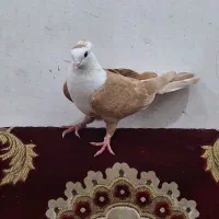 کلاغ زرد ماده