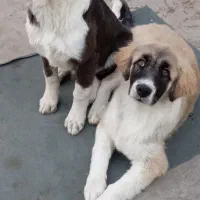 شاه توله قدرجونی نر وماده