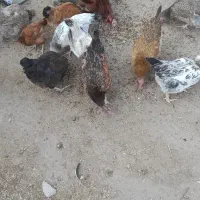 خروس محلی|حیوانات مزرعه|کنگاور, |دیوار