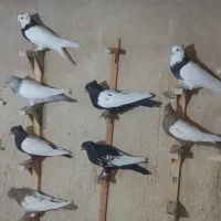 سینه و طوقی همه رنگی ماده|پرنده|شیراز, آزادگان|دیوار