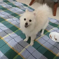 پامرانین روباهی اصیل