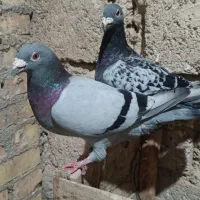 کبوتر پلاکی|پرنده|شادگان, |دیوار