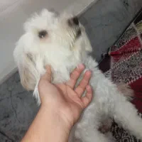 سگ خونگی|سگ|زابل, |دیوار