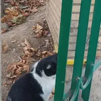 همخانه می شوم (خانه ندارم)