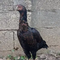 مرغ لاری نسل دار