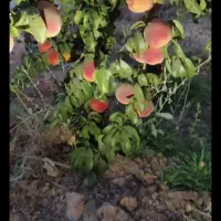 فروش-یک-واحد-دامداری-درمجتمع-دامداران-بروجن