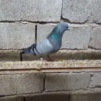 کبوتر کله ای وسیاه|پرنده|چمران, |دیوار