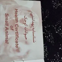 سگ نژاد رتریور|سگ|همدان, |دیوار