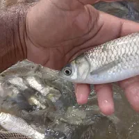 بچه ماهی|ماهی|شوشتر, |دیوار