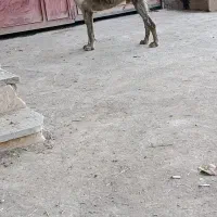 گمشده|حیوانات|شاهین دژ, |دیوار