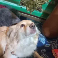 پیدا شده|حیوانات|چهاردانگه (تهران), |دیوار