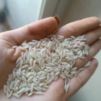 برنج زرد دم