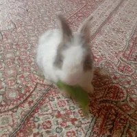 خرگوش مینیاتوری بازیگوش