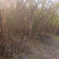 فروش ویژه نهال بادام پیوندی وسنگی درینگی کند|خدمات باغبانی و درختکاری|خسروشاه, |دیوار